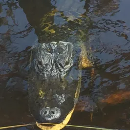 alligator in water