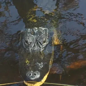 alligator in water
