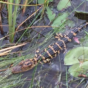 alligator in grassy swamp