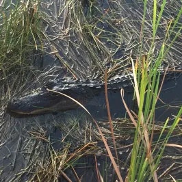 alligator in swamp