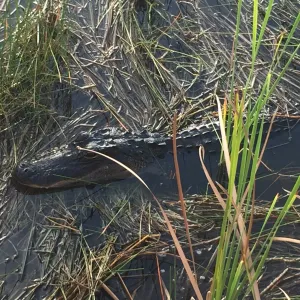 alligator in swamp